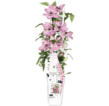 Lila/rosa klematis FLORASELF Clematis Boulevard 45cm krukstorlek Ø15cm