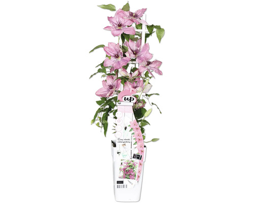 Lila/rosa klematis FLORASELF Clematis Boulevard 45cm krukstorlek Ø15cm