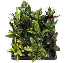 Bricka med Croton krukväxter med färgade blad