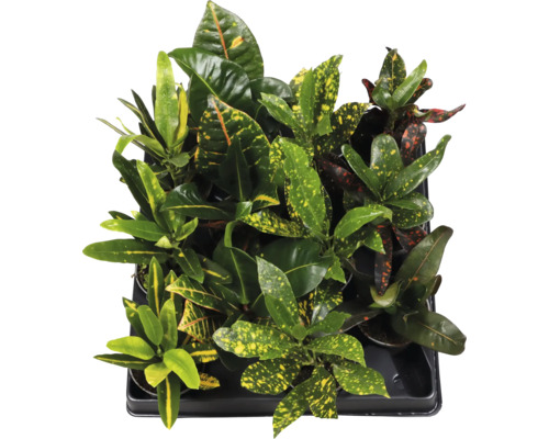 Bricka med Croton krukväxter med färgade blad