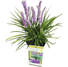 Liriope muscari Moneymaker i kruka