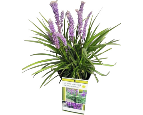 Druvlilja FLORASELF Liriope muscari 'Moneymaker' Co 2L