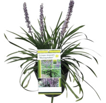 Liriope muscari ''Moneymaker'' växt i kruka