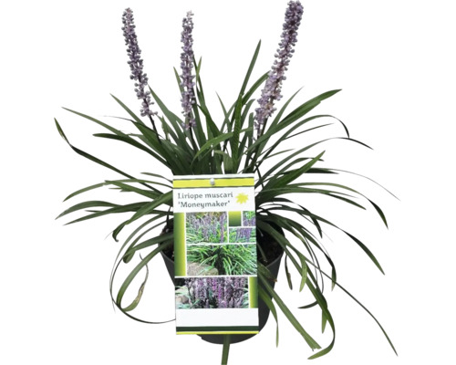 Liriope muscari ''Moneymaker'' växt i kruka