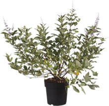 Munkpeppar i kruka med gröna blad och violetta blommor