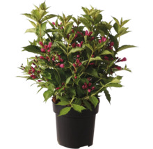 Blommande Weigela i kruka