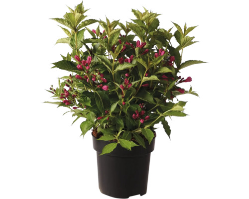 Blommande Weigela i kruka