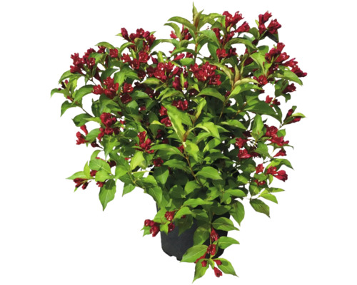Blommande Weigelia buske i kruka med gröna blad och röda blommor.