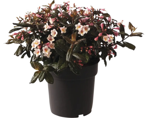 Blommande buske i kruka med rosa och vita blommor.