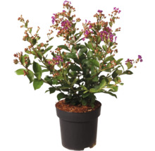 Kreppmyrten i kruka med gröna blad och lila blommor