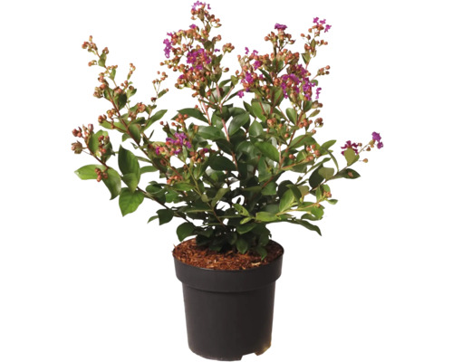 Kreppmyrten i kruka med gröna blad och lila blommor