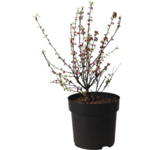 Prydnadskörsbär i kruka