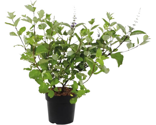 Blommande växt i kruka för inomhus- och utomhusbruk