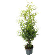 Thuja i kruka