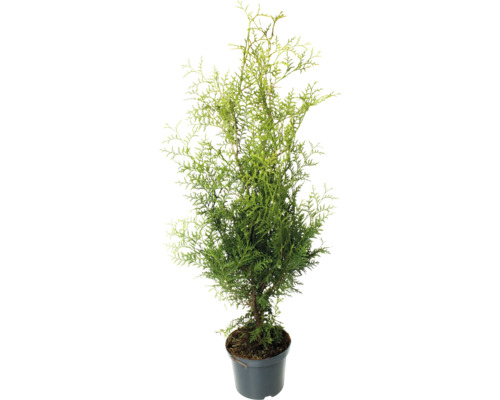Thuja i kruka