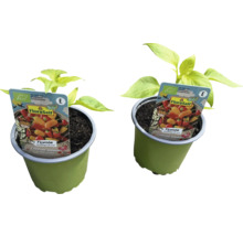 Söta paprikaväxter i krukor med FloraSelf Bio-etikett