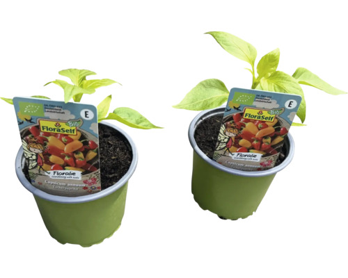 Söta paprikaväxter i krukor med FloraSelf Bio-etikett