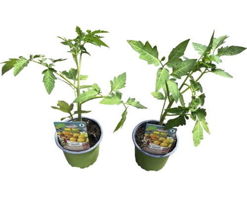 Två tomatplantor i kruka