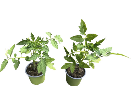 Två tomatplantor i kruka