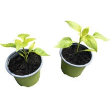 Två paprikaplantor i krukor