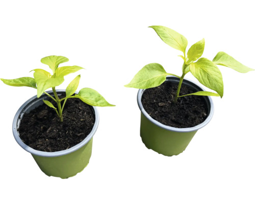 Två paprikaplantor i krukor