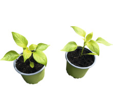 Två paprikaväxter i krukor