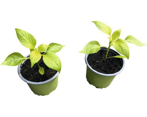 Två paprikaväxter i krukor