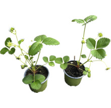 Två jordgubbsplantor i krukor med blad och blommor.
