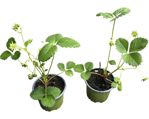 Två jordgubbsplantor i krukor med blad och blommor.