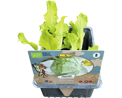 Isbergssallad, grön ''Emmi'' i kruka