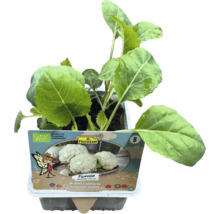 Blomkålsplanta i kruka med FloraSelf Bio-logotyp