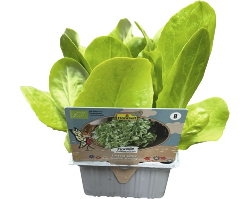 Salladshuvud i odlingskruka