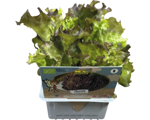 Lollo Rosso sallad från FloraSelf i kruka