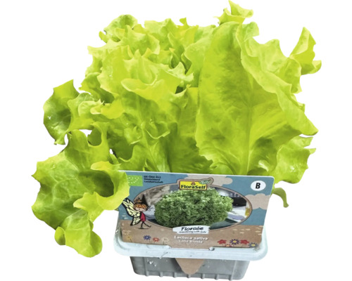 FloraSelf Plocksallat Lollo Bionda i kruka