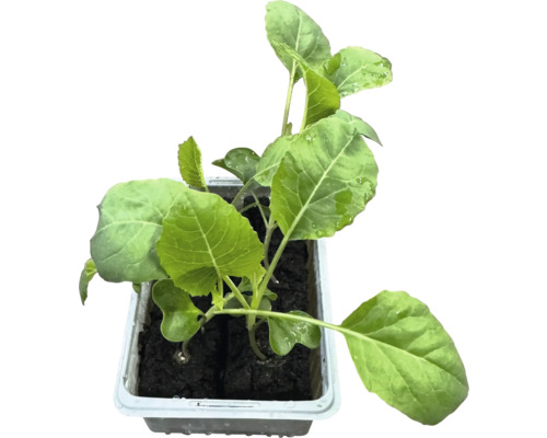 Kålrotsplanta i odlingsbehållare