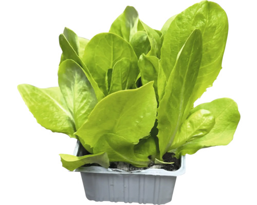 Huvudsallat i en kruka