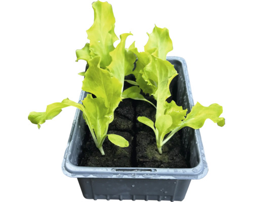 Salladsplantor i odlingslåda