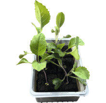 Kålplantor i en sålåda