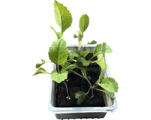 Kålplantor i en sålåda