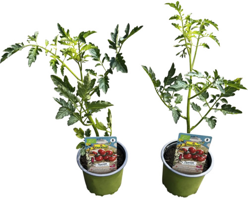 Två tomatplantor i krukor