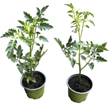 Två tomatplantor i krukor