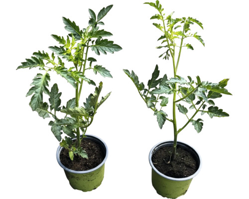 Två tomatplantor i krukor