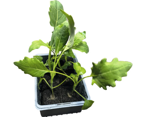 Unga plantor i sålåda