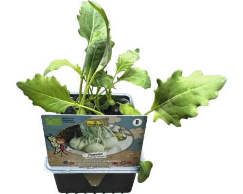 Kålrovor planta i kruka med FloraSelf-etikett