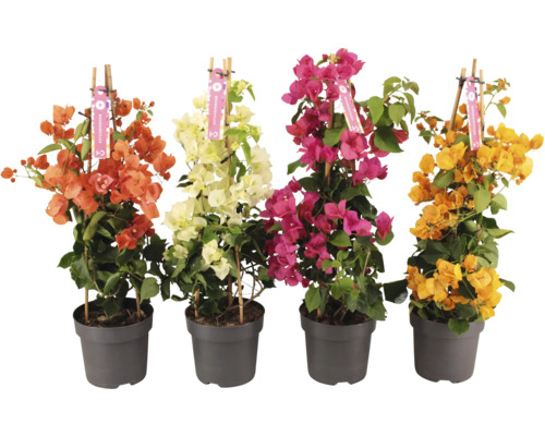 Bougainvillea pyramid mix FLORASELF Bougainvillea 'Dania' ca 65cm krukmått Ø17cm