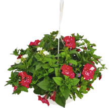 Hängande ampel med röda och vita blommor