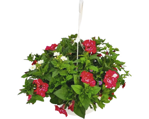 Potpurri hängande FLORASELF Blandplantering krukstorlek Ø35cm
