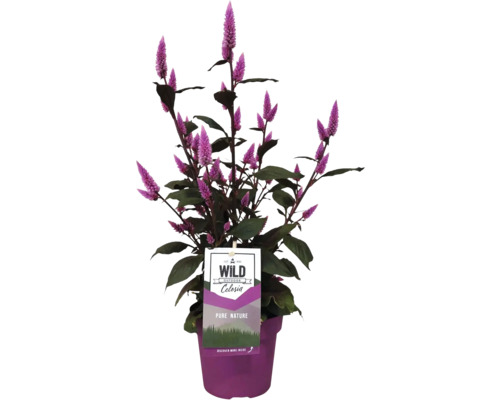 Plymört FLORASELF Celosia argentea krukstorlek Ø15cm