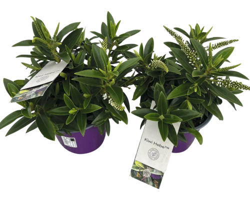 Två Kiwi Hebe-växter i krukor