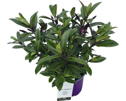 Buskveronika FLORASELF Hebe andersonii krukstorlek Ø13cm